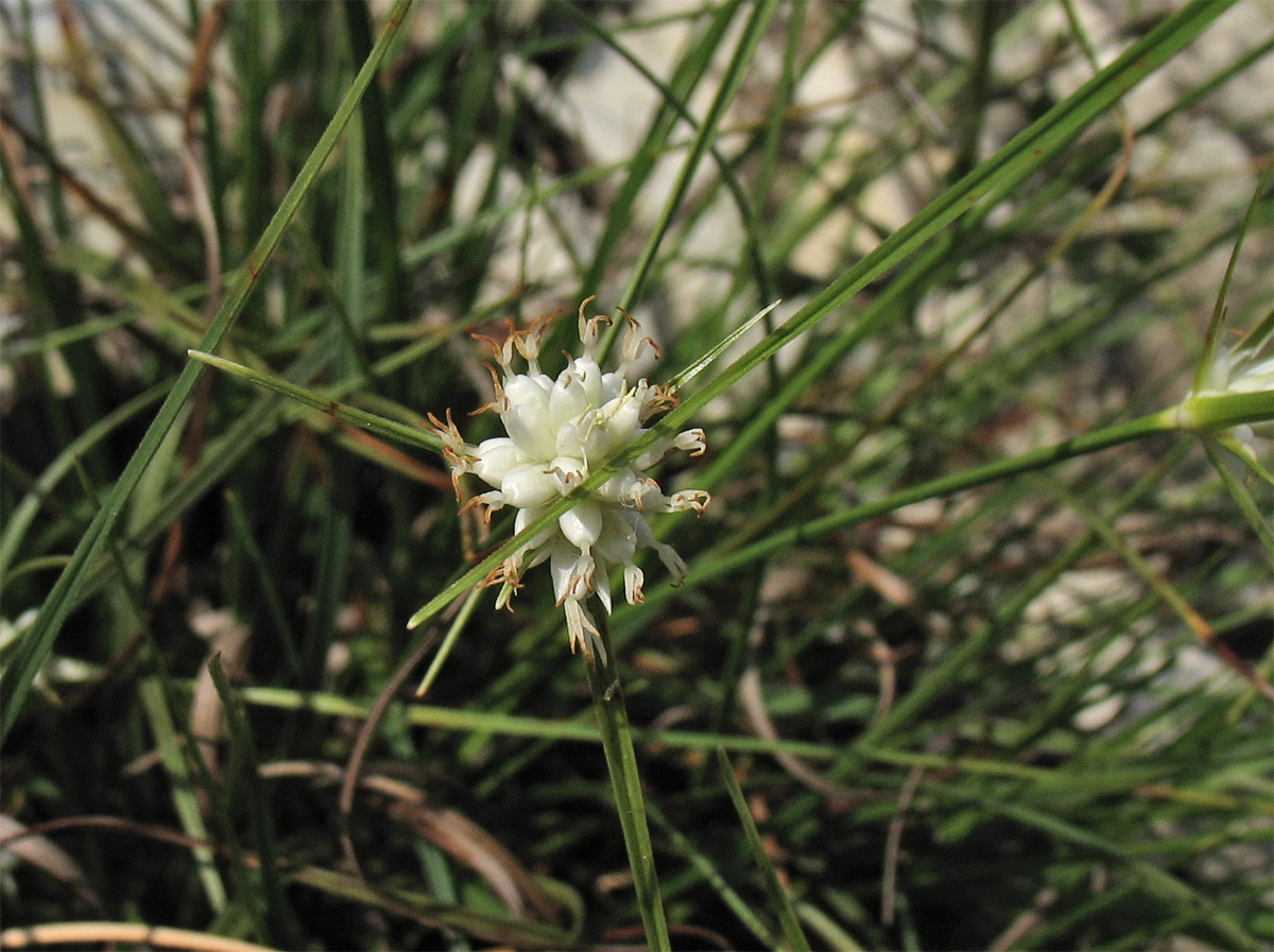 Изображение особи Carex baldensis.