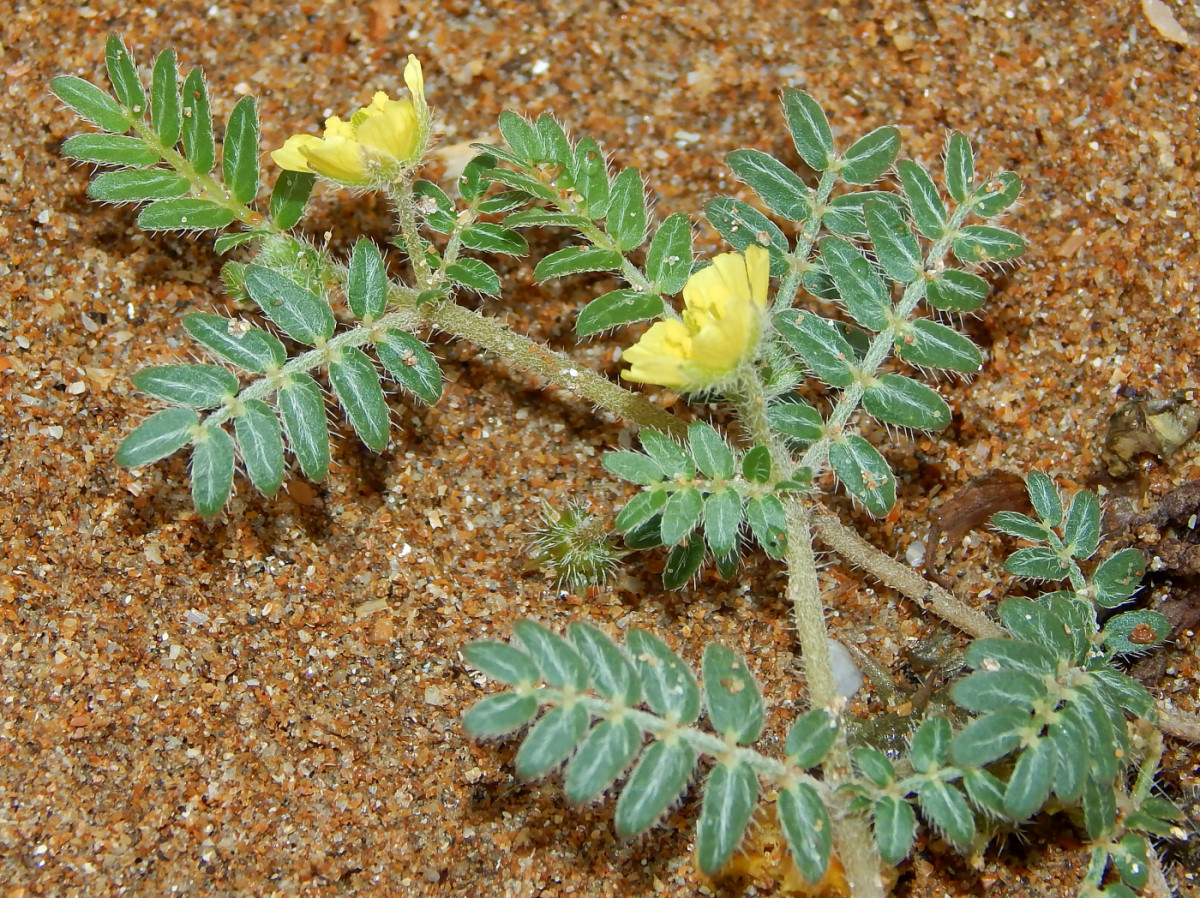 Image of Tribulus terrestris specimen.