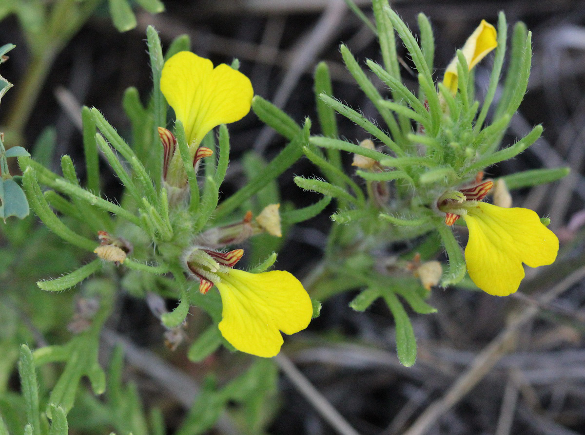 Image of Ajuga glabra specimen.