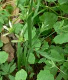 Gagea lutea. Отцветающее растение в смешанном лесу. 06.05.2008.