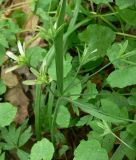 Gagea lutea