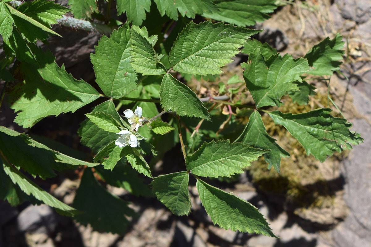 Image of Rubus caesius specimen.