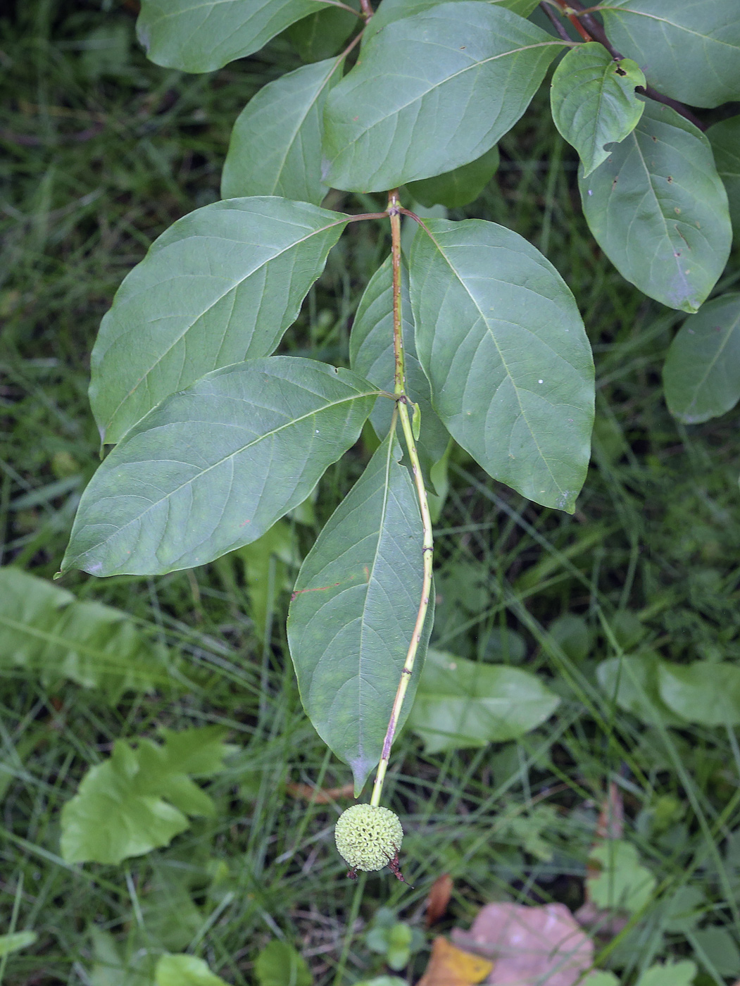 Изображение особи Cephalanthus occidentalis.