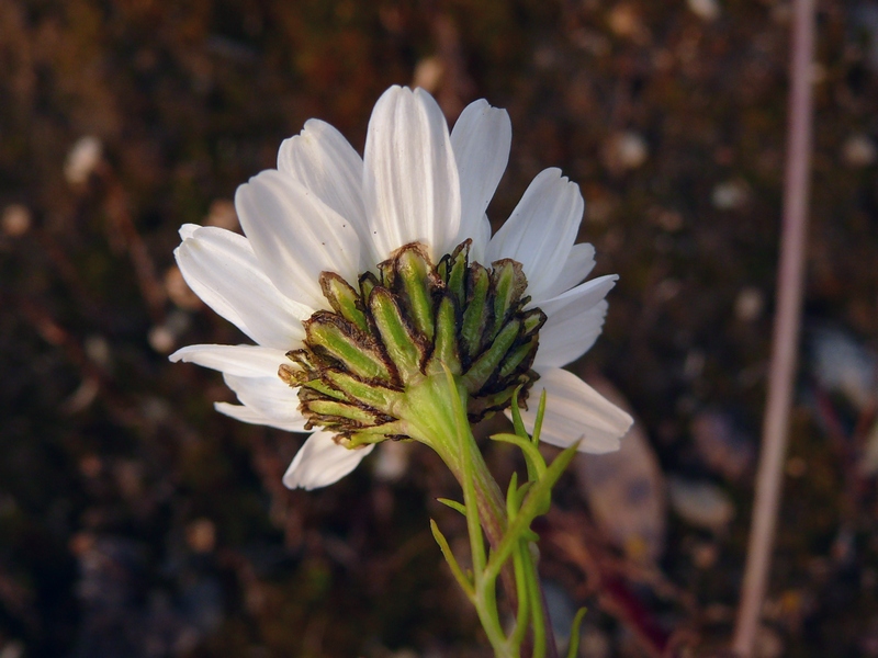 Image of Tripleurospermum subpolare specimen.