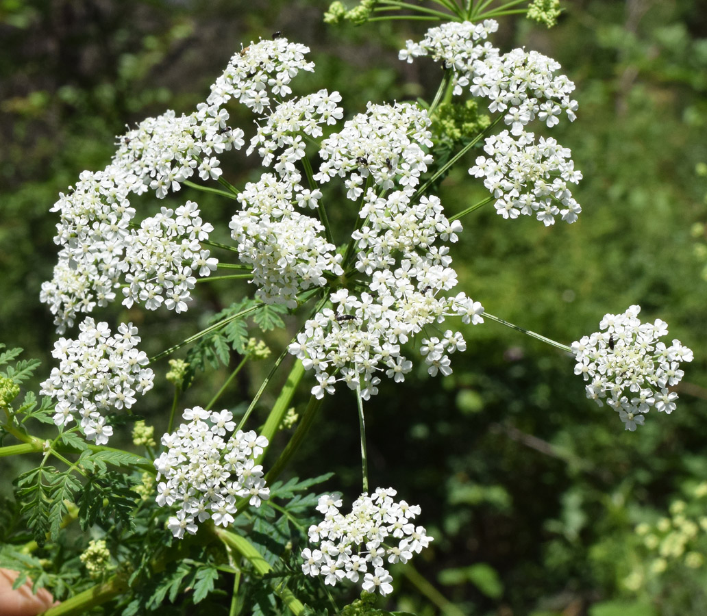 Изображение особи Conium maculatum.