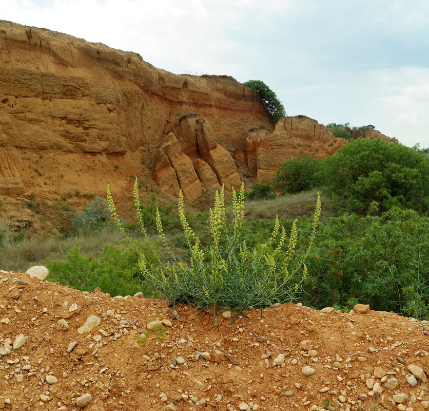 Image of Reseda lutea specimen.