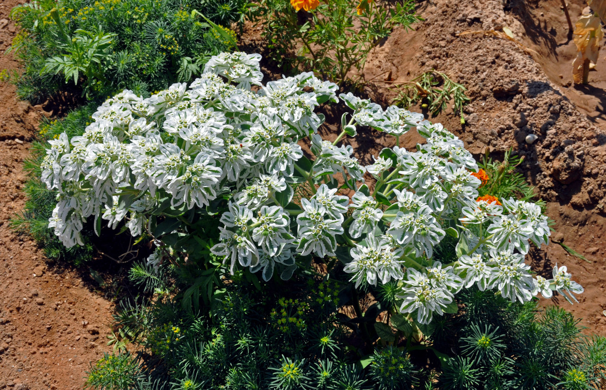 Image of Euphorbia marginata specimen.