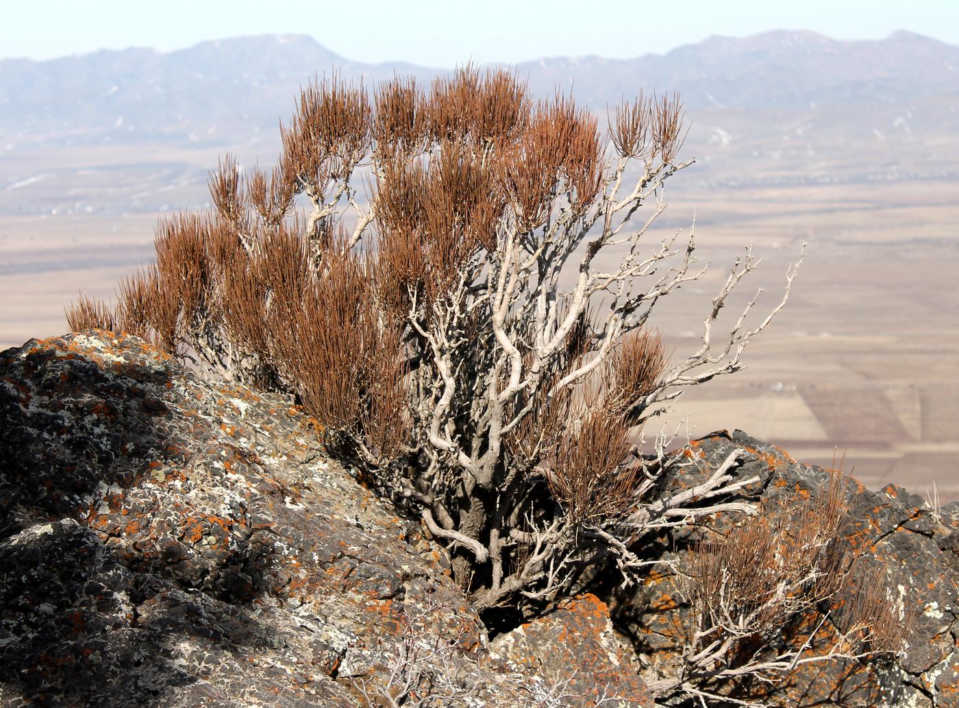 Image of Ephedra equisetina specimen.