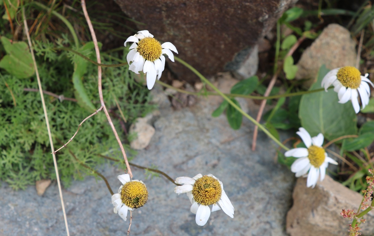 Image of Pyrethrum ordubadense specimen.