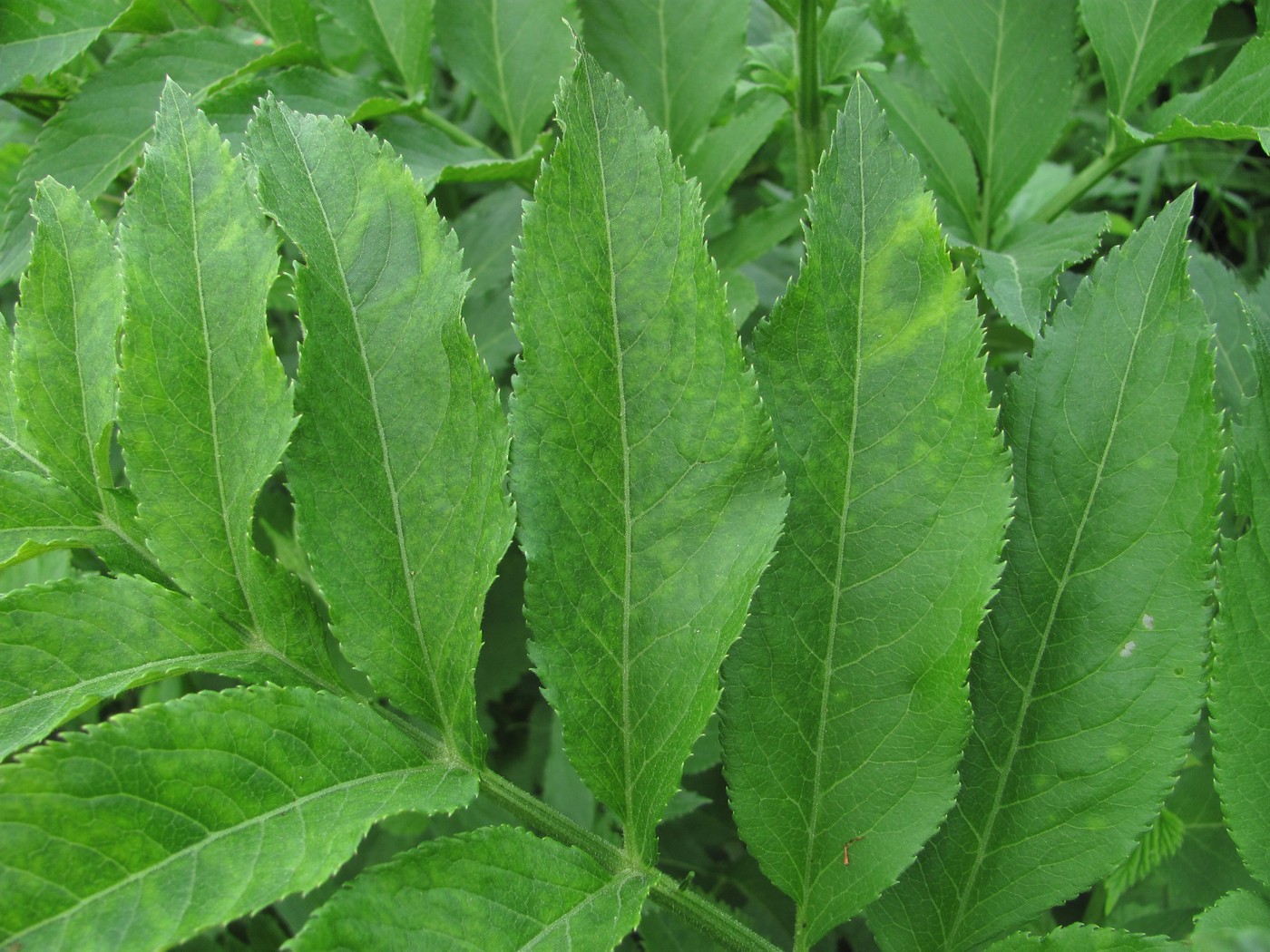 Image of Sambucus ebulus specimen.