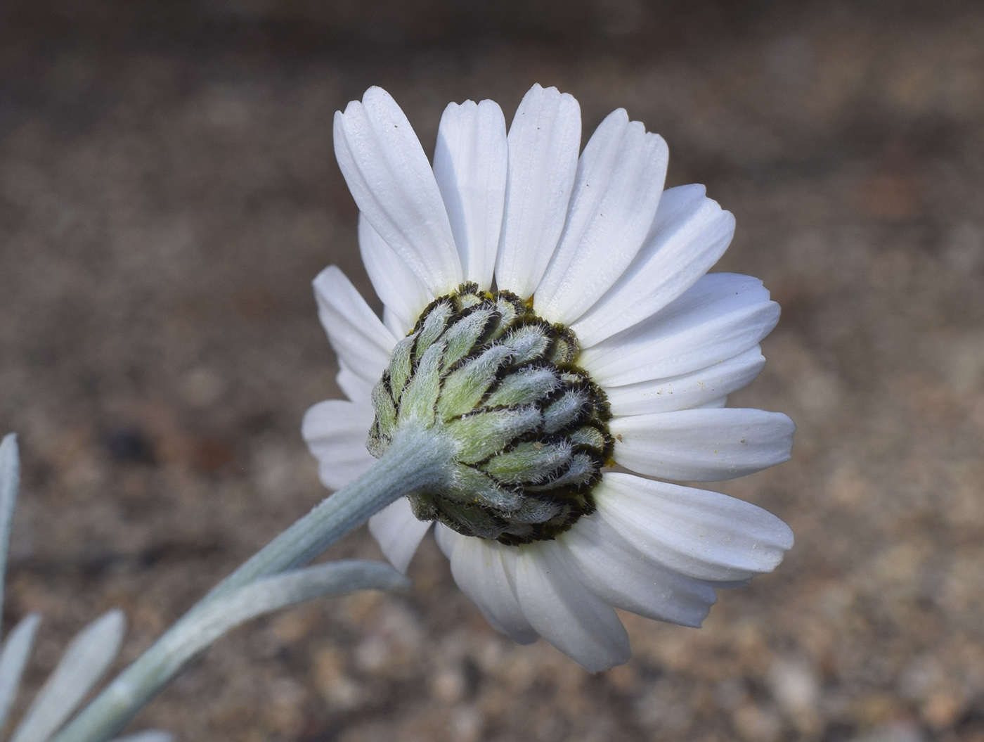 Image of Rhodanthemum hosmariense specimen.