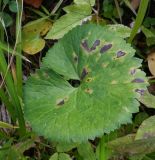 Ranunculus cassubicus