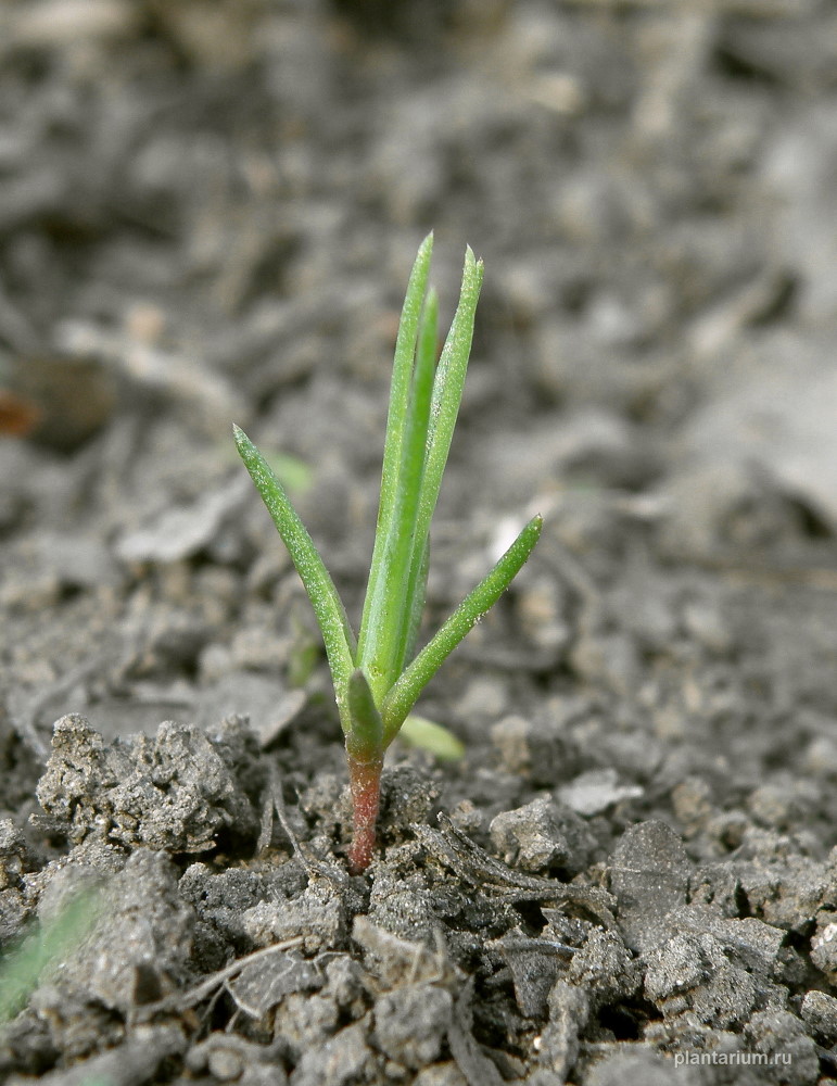 Изображение особи Polycnemum majus.