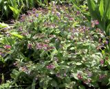 Pulmonaria officinalis