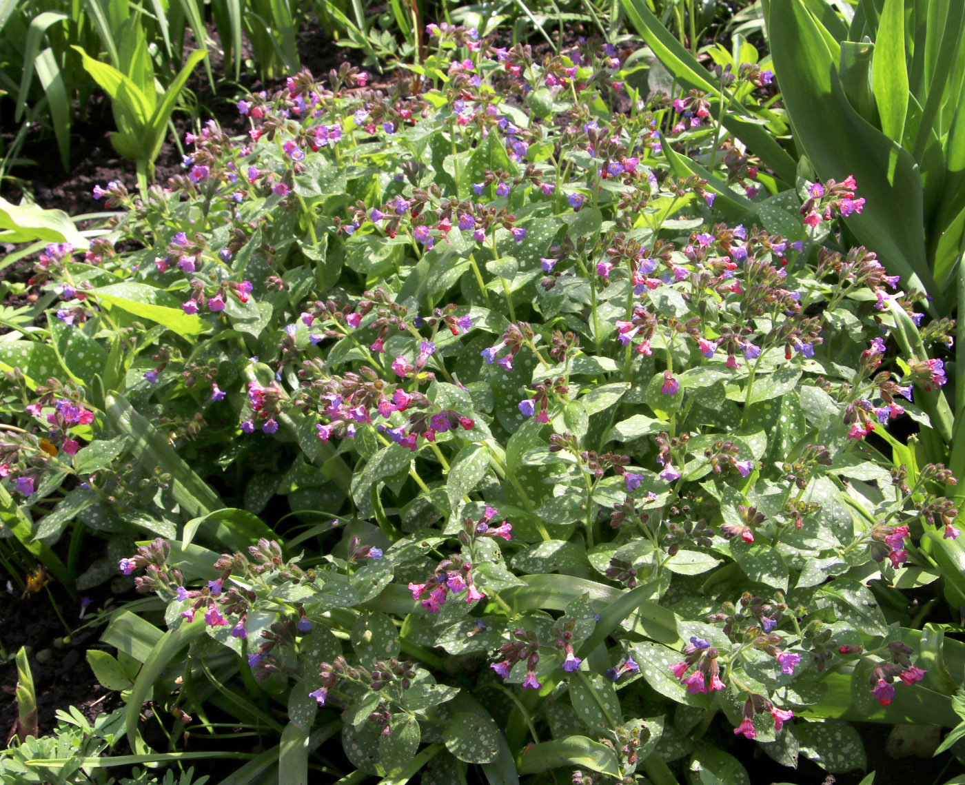 Изображение особи Pulmonaria officinalis.