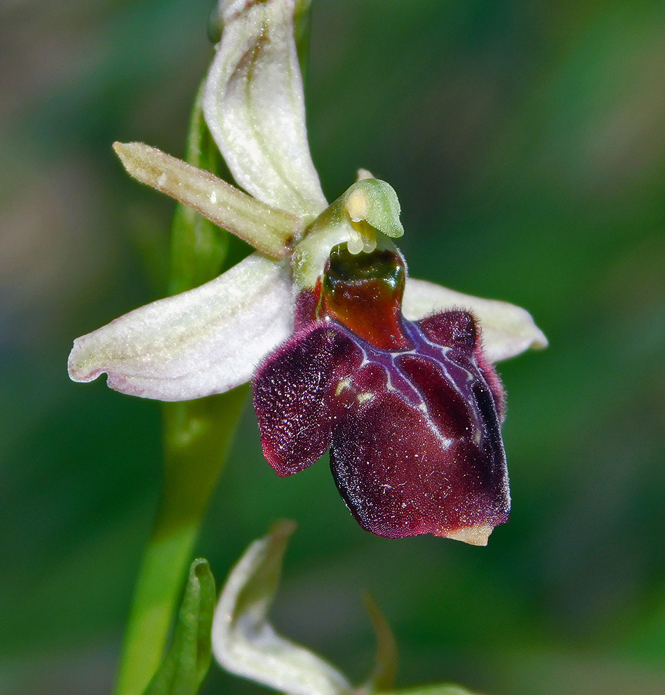 Изображение особи Ophrys mammosa ssp. caucasica.