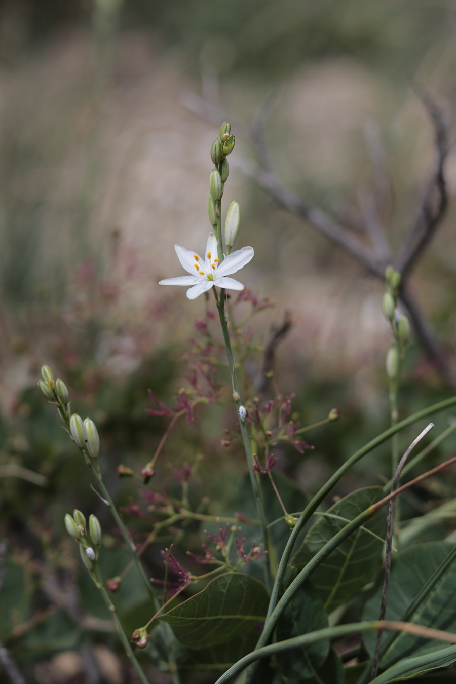 Image of Anthericum liliago specimen.