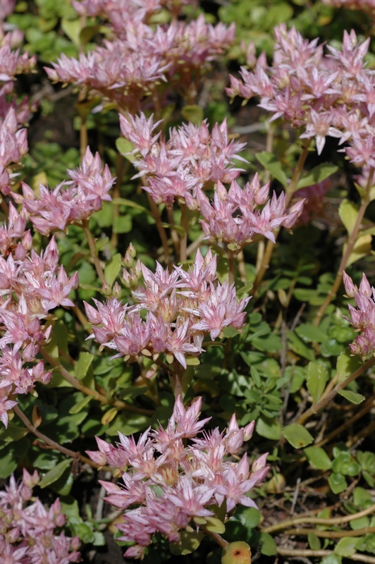 Image of Sedum spurium specimen.