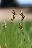 Carex praecox