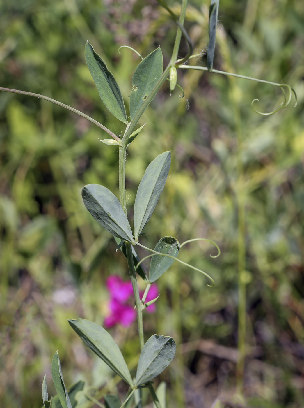 Image of Lathyrus tuberosus specimen.