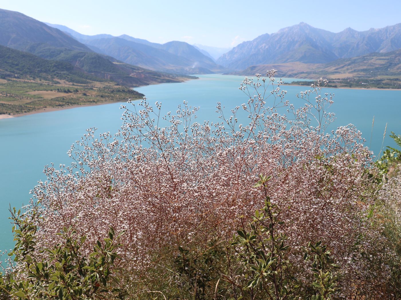 Изображение особи Acanthophyllum gypsophiloides.