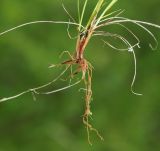 Carex sedakowii