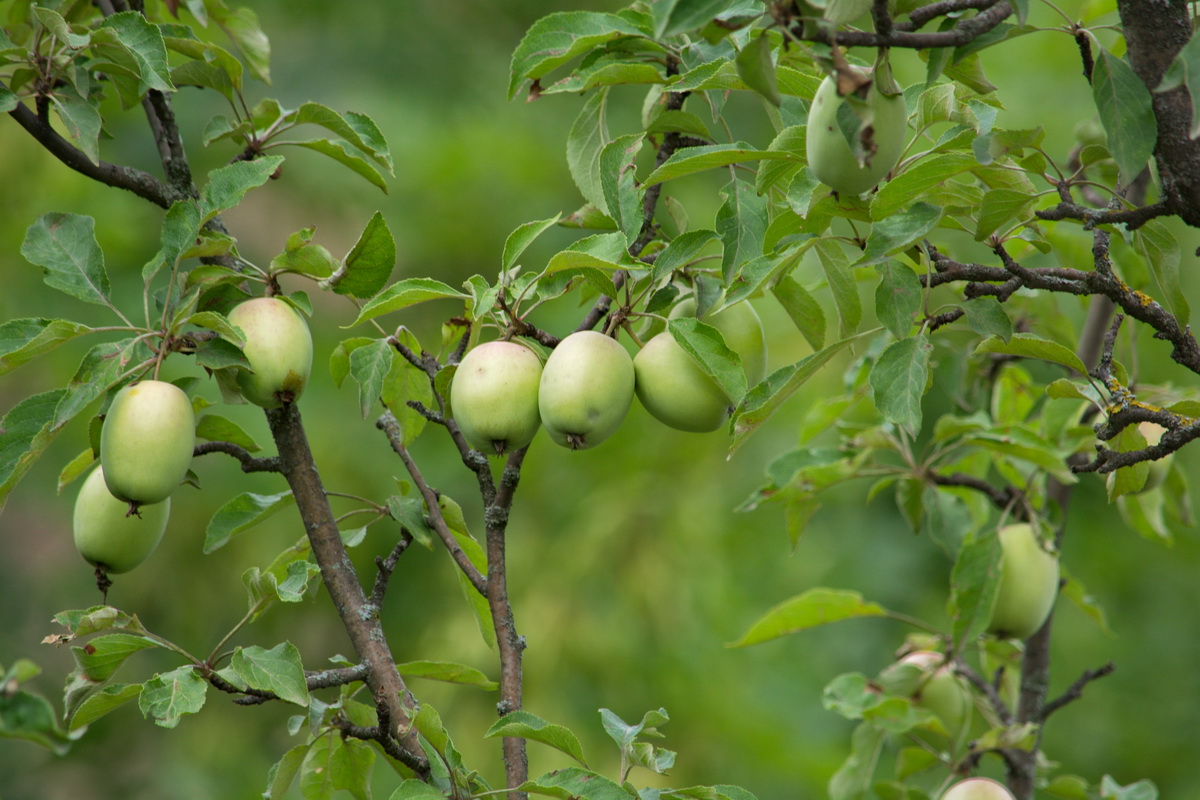 Изображение особи Malus domestica.