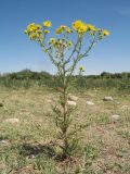 Senecio erucifolius. Цветущее растение. Южный Казахстан, Жамбылская обл., пойма р. Асса, пастбище на задернованном галечнике. 25 июня 2021 г.