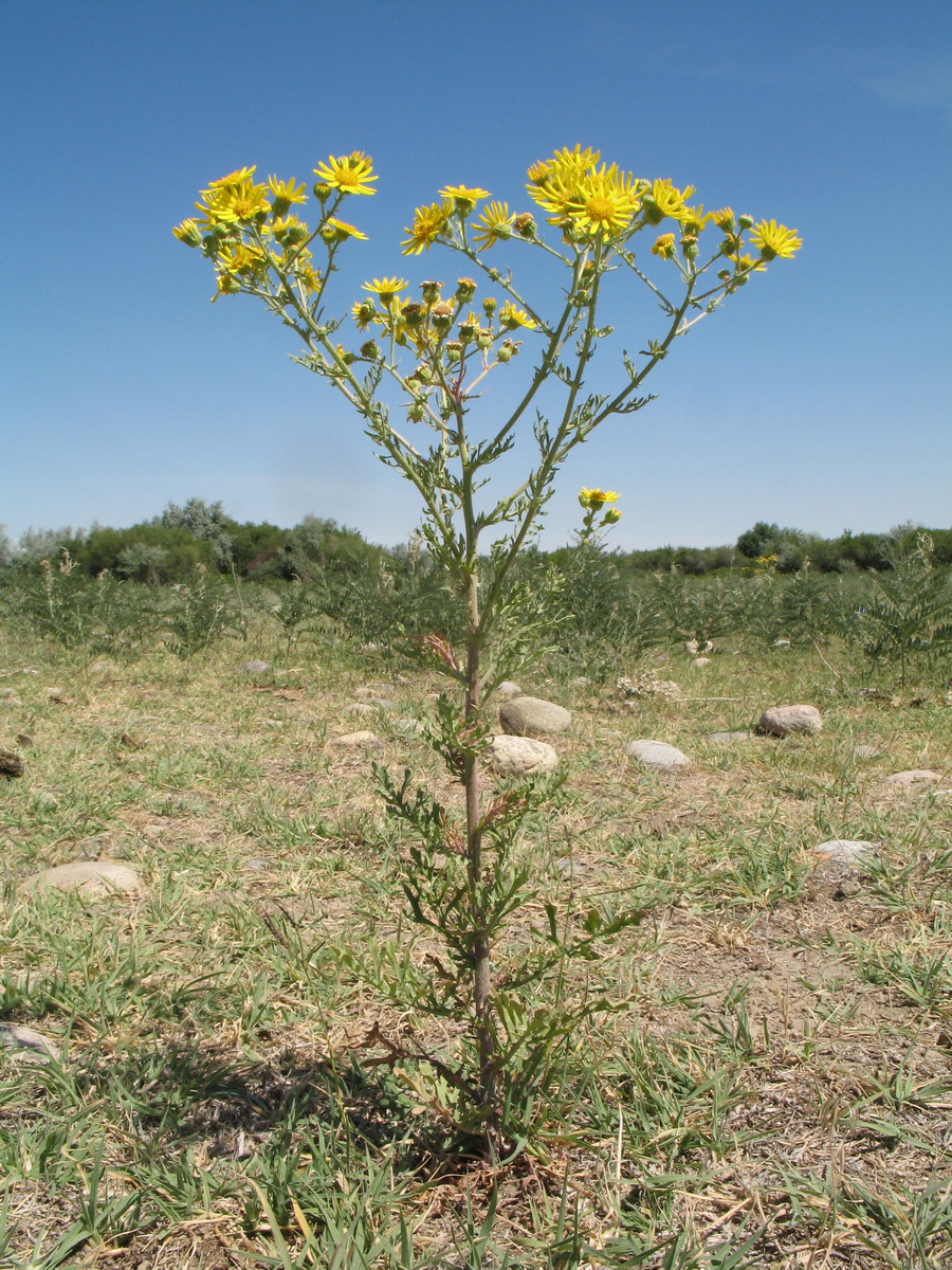 Изображение особи Senecio erucifolius.