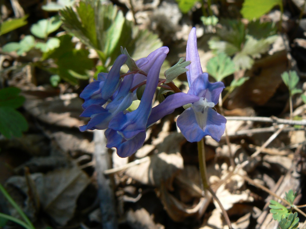 Image of Corydalis fumariifolia specimen.