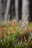 Calluna vulgaris