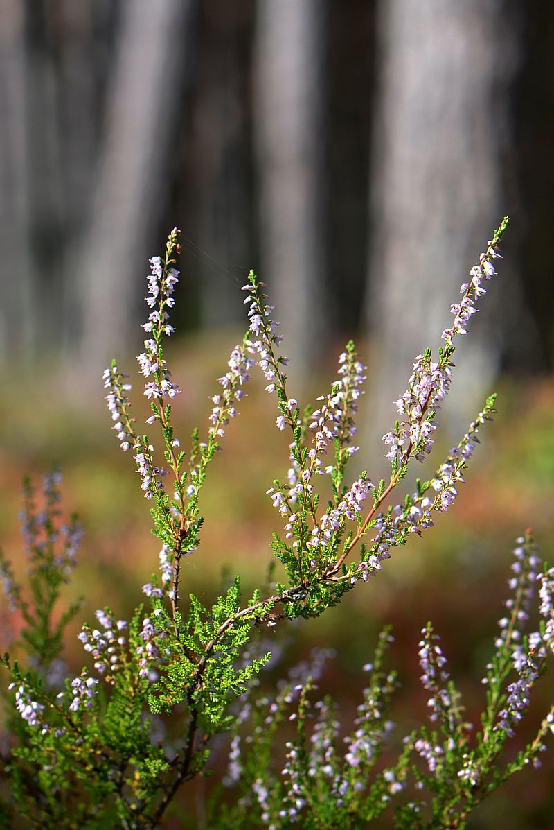 Image of Calluna vulgaris specimen.