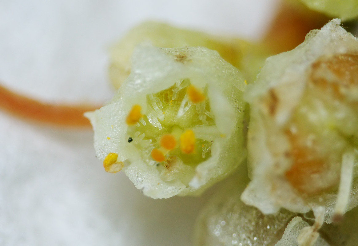 Image of Cuscuta cesatiana specimen.