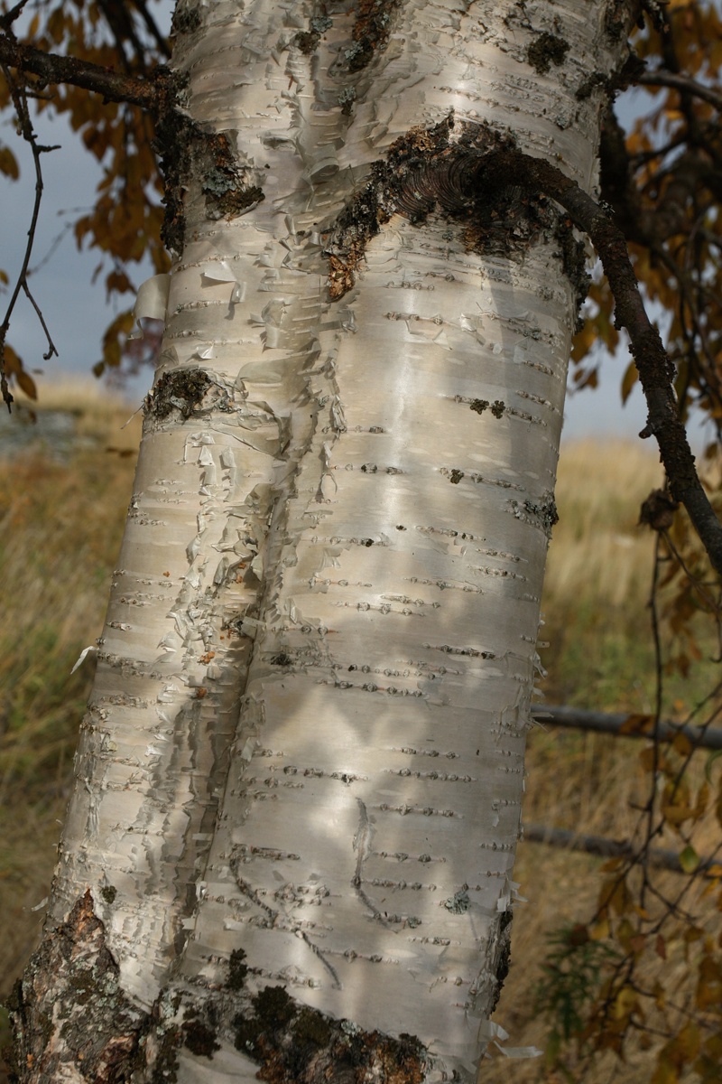 Изображение особи Betula pendula.