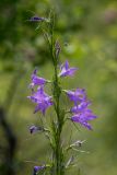 Campanula rapunculus