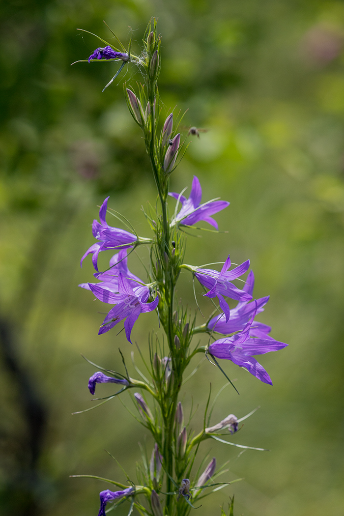 Изображение особи Campanula rapunculus.