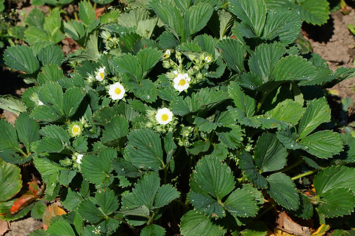 Image of Fragaria &times; ananassa specimen.