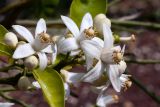 Citrus × paradisi. Цветки. Израиль, г. Бат-Ям, в культуре. 22.03.2019.