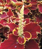 Coleus scutellarioides