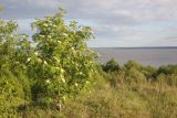 Sorbus aucuparia. Цветущее растение. Костромская обл., Чухломской р-н, окр. Авраамиев-Городецкого монастыря, над крутым обрывом Чухломского озера. 1 июня 2021 г.