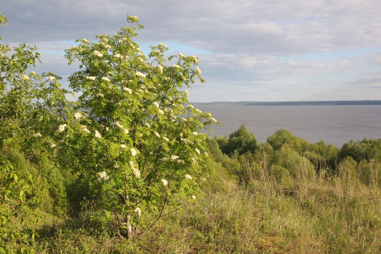 Изображение особи Sorbus aucuparia.