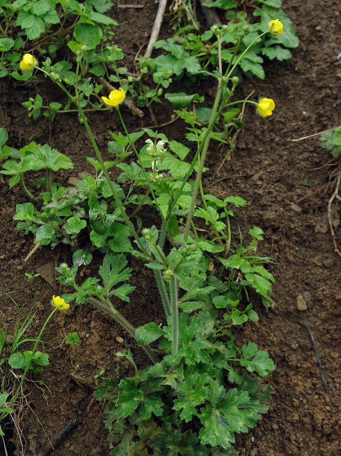 Изображение особи род Ranunculus.