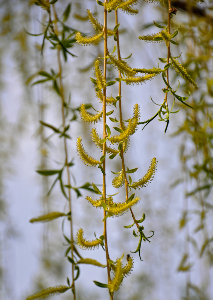 Изображение особи Salix babylonica.