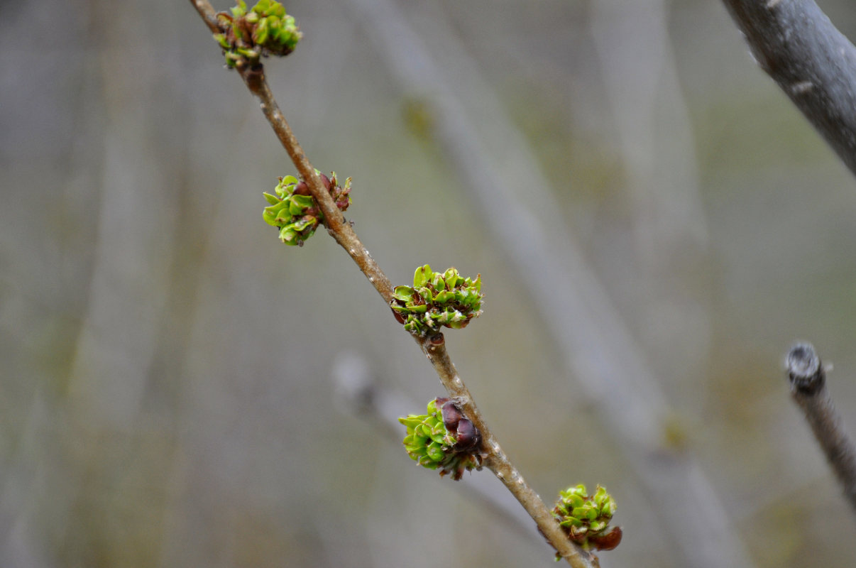 Изображение особи Ulmus laevis.