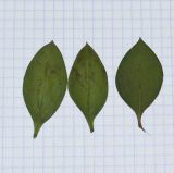 genus Myoporum