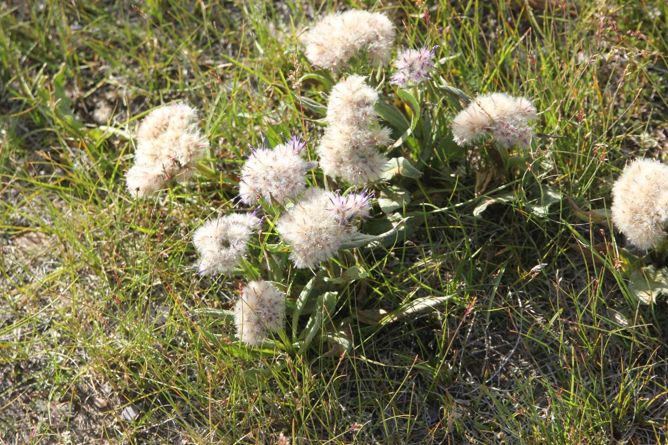 Изображение особи Saussurea subacaulis.