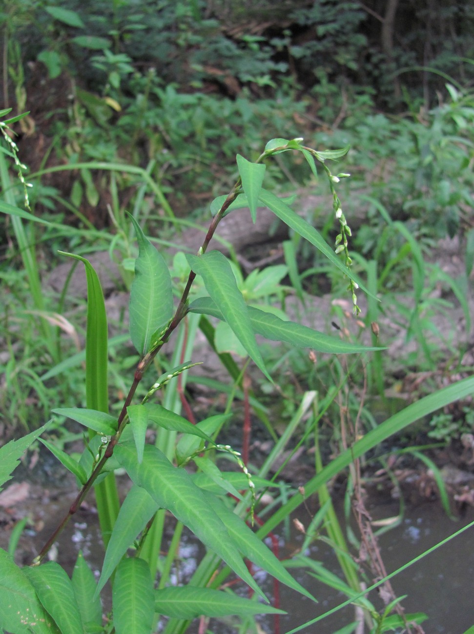 Изображение особи Persicaria hydropiper.