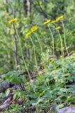 Doronicum orientale