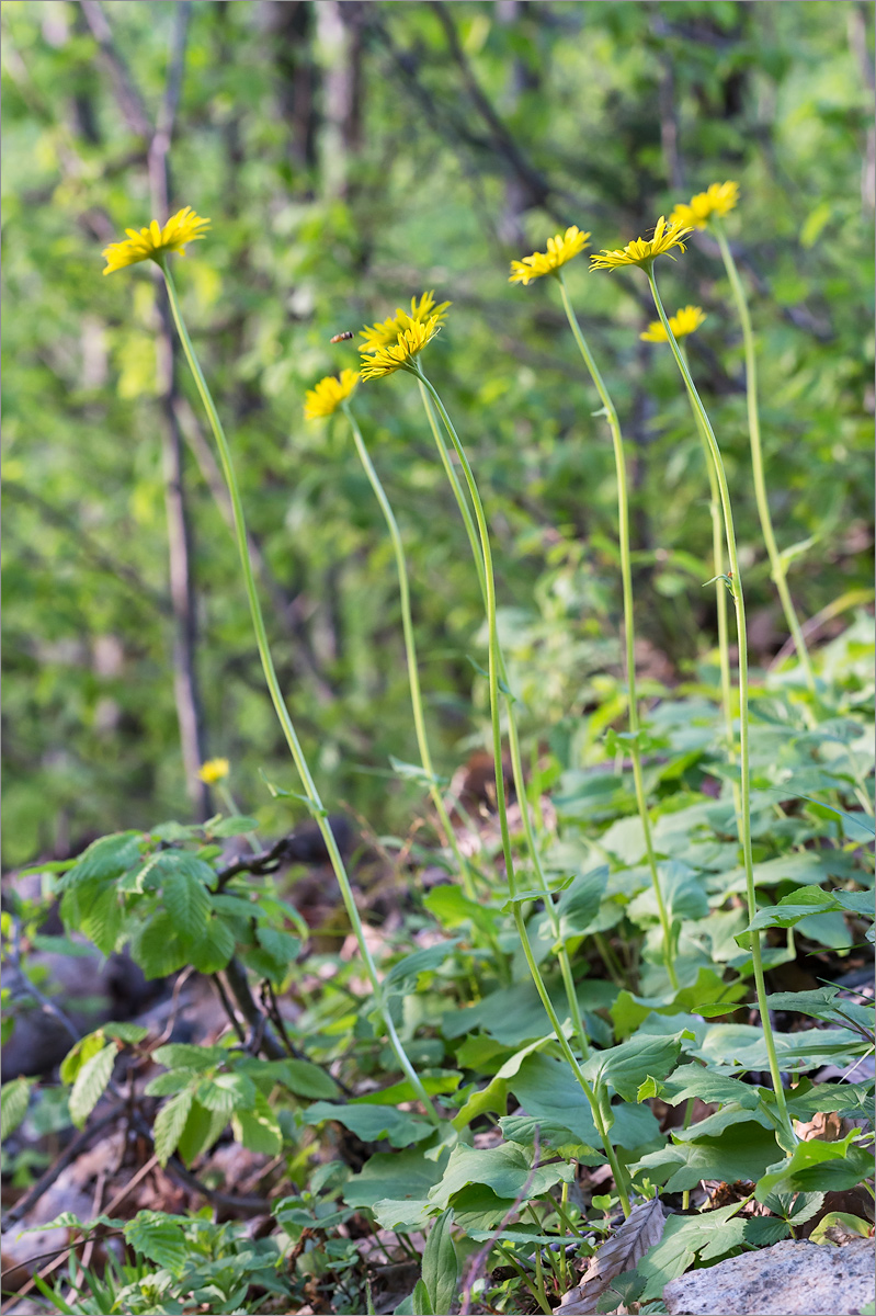 Image of Doronicum orientale specimen.