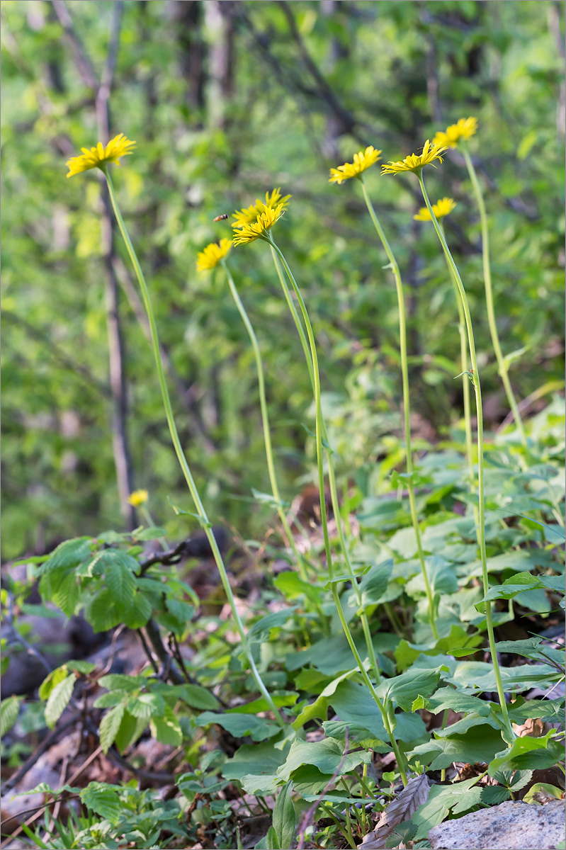 Изображение особи Doronicum orientale.